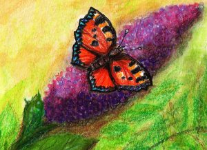 Illustratie van een vlinder op een bloem van een vlinderstruik.